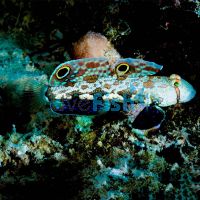 Signal Goby - Medium