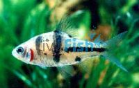 Spanner Barb 5cm Barbodes Lateristriga