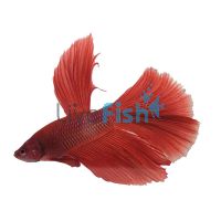 Super Delta Tail Male Fighter 5cm