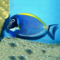 Tang Powder Blue MED