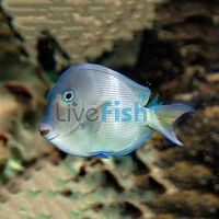 Tang Striatus Surgeon
