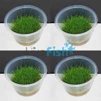 4x Mini Hair Eleocharis Acicularis - TC