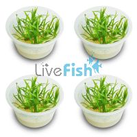 4x Echinodorus Tenellus - TC