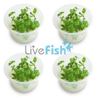 4x Bacopa Caroliniana - TC