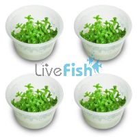4x Bacopa Amplexicaulis 'Giant Red Bacopa' - TC