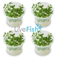4x Bacopa Monnieri - TC
