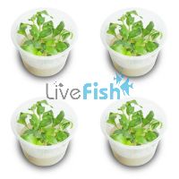 4x Mini Bamboo Floscopa Scandens - TC