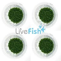 4x Cuba Hemianthus Callitrichoides - TC