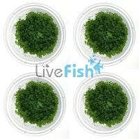 4x Monte Carlo Micranthemum Umbrosum - TC