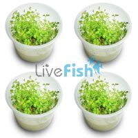 4x Pennywort Lysimachia Nummularia - TC