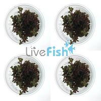 4x Rotala Rotundifolia Colorata - TC