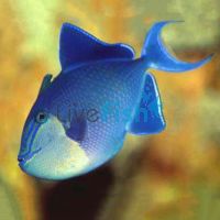Niger Triggerfish - Medium