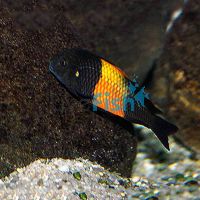 Black Tropheus - Bemba Red 3.5cm