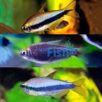 Emperor Tetra Pack