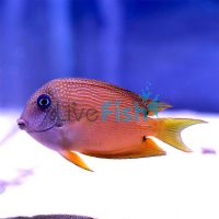 Two Spot Bristletooth Tang MED