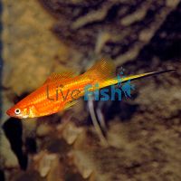 Golden Swordtail 5cm
