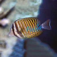 Tang - Indian Ocean Sailfin 