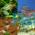 20x Neon Tetra Mix