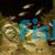 10x Neon Tetra