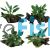 4x Assorted Anubias on Large Driftwood