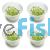 4x Proserpinaca Palustris 'Cuba' - Mer - TC
