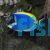 Tang Poweder Blue