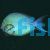 Tang Yellowfin Surgeonfish