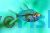 Glass Fish - Chanda Ranga 4cm