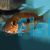 Turquoise Cichlid 4cm