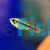 Apistogramma Double Red