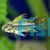 APISTOGRAMMA CACATUOIDES 