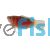 Apricot Paradise Fish
