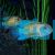 Neon Blue Acara 5cm