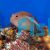 Arc Eyed Hawkfish’s