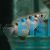 Archer Fish - Brackish