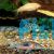6x Assorted Corydoras