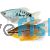 Assorted Gourami 
