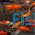 Assorted Swordtail 