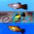 Assorted Wagtail Platy 