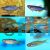 10x Assorted Danio