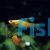 Assorted Hi-fin Swordtail 