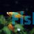 Assorted Hi-fin Swordtail 