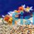 Assorted Oranda Goldfish