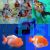 Assorted Premium Fantails