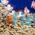 Assorted Ryukin - Carassius auratus
