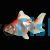 Assorted Ryukin Broadtail