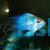 Balloon Electric Blue Longfin Ram
