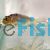 Black and White Bubble Eye Goldfish 7cm - Carassius auratus