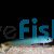 Black Tail Dartfish