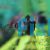 Black Window Tetra